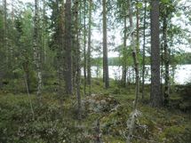 Tila Vehkaniemi RN:o 2:104