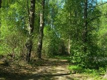 Myyjän ottama kesäkuva pihatiestä