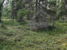 Tonttien maastokuvaa