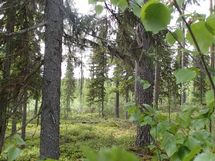 Pello, Miekojärvi, Karhumaan ranta-asemakaava