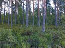 Kuhmo, Iivantiira, Petäjälahti-Kortelahti