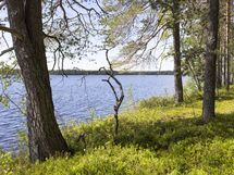 Kuhmo, Iso-Rommakkojärvi, Lautakankaantie