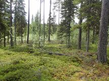 Pello, Miekojärvi, Karhumaan ranta-asemakaava