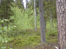 Pello, Karhumaan ranta-asemakaava