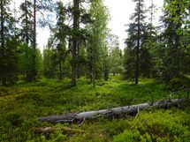 Sodankylä, Luosto