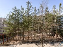 näkymä parvekkeelta sisäpihalla