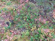 Puolanka, Vihajärvi