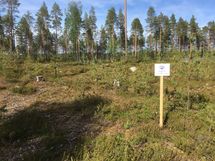 Suomussalmi, Kiantajärvi, Haukiperä