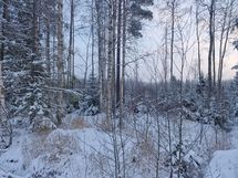 metsä