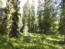 Sodankylä, Luosto