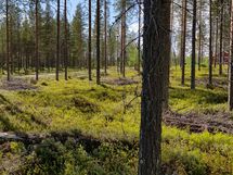 Kemijärvi, Pyhätunturi
