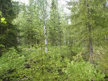 Pello, Miekojärvi, Karhumaan ranta-asemakaava