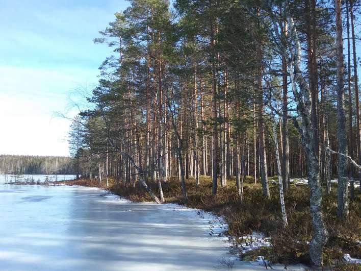 Tontti, 4 998 m², haavisto LÄYLIÄNTIE. - Näkymä 2