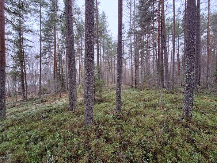 Tontti, 3,29 ha, Koitsanlahti, Parikkala
