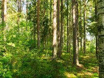 Hankasalmi Hiidenjärvi