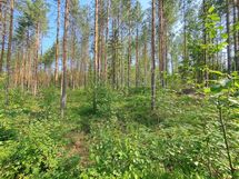 Heinävesi, Suuri Humalajärvi