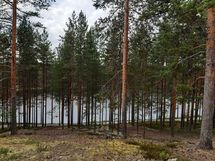 Ahveroinen