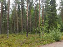 Kuhmo, Iivantiira, Saarensalmentie 