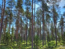 Kannus, Lehtoranta Niemeläntie