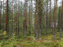 Kuhmo, Iso-Rommakkojärvi, Jauranniementie