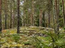 Salo, Särkisalo, Karhumäki