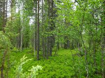 Sodankylä, Luosto Orresokka