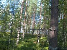Kuhmo, Iivantiira, Petäjälahti-Kortelahti