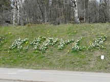 Myyjän ottama kesäkuva