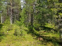 Sodankylä, Luosto Orresokka