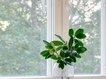 Aikakauden upeat ikkunalaudat