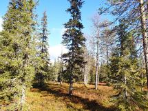 Sodankylä, Luosto