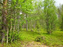 Sodankylä, Luosto Orresokka