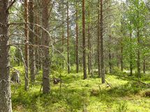 Sodankylä, Luosto Orresokka