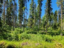 Sotkamo, Pieni-Kiimanen, Kaitainsalmi