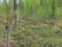 Kajaani, Laakajärvi, Haahkantie