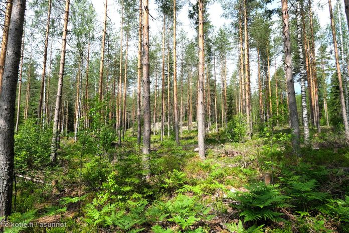 Asuntoilmoituksen kuva