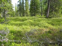 Sodankylä, Luosto