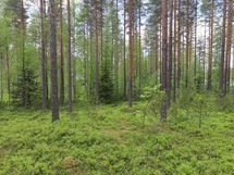 Saarijärvi, Kiesimenjärvi