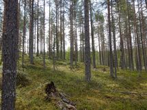 Rovaniemi-Venejärvi