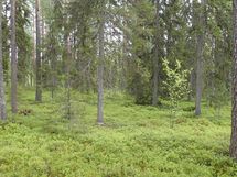 Pello, Karhumaan ranta-asemakaava