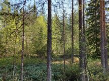 Puolanka, Pirttijärvi