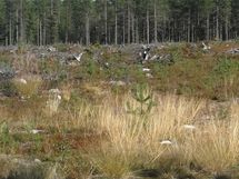 Tontti aukean takana