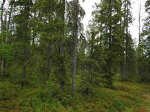 Sodankylä, Luosto