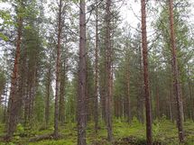 Pello, Miekojärvi, Karhumaan ranta-asemakaava