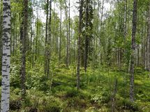 Sievi, Iso-Juurikkajärvi, Juurikkajärventie 290