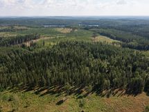 Metsäpalsta Käkikumpu II