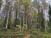 tonttikiinteistö 52-72