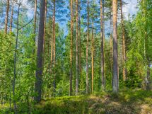 Savonlinna, Kiviapaja, Siikavesi