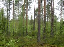 Pello, Miekojärvi, Karhumaan ranta-asemakaava