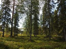 Sodankylä, Luosto